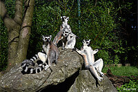 Zoo Linz