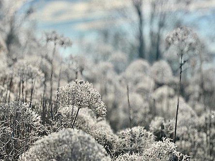 Blumen im AIGO Garten mit Raureif